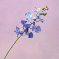 Artificial Real Touch Orchid Small (41)