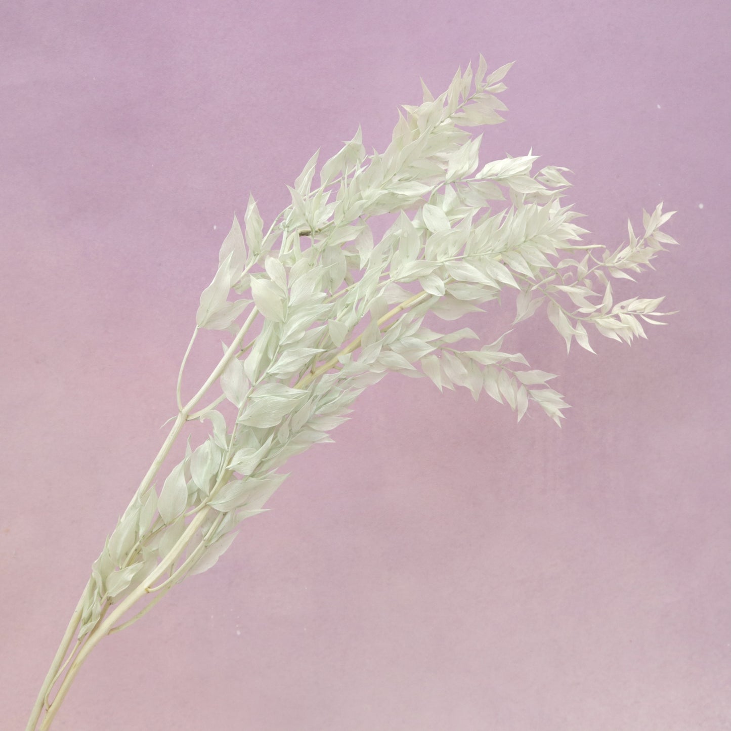 Italian Ruscus Pastel Mint (clearance)