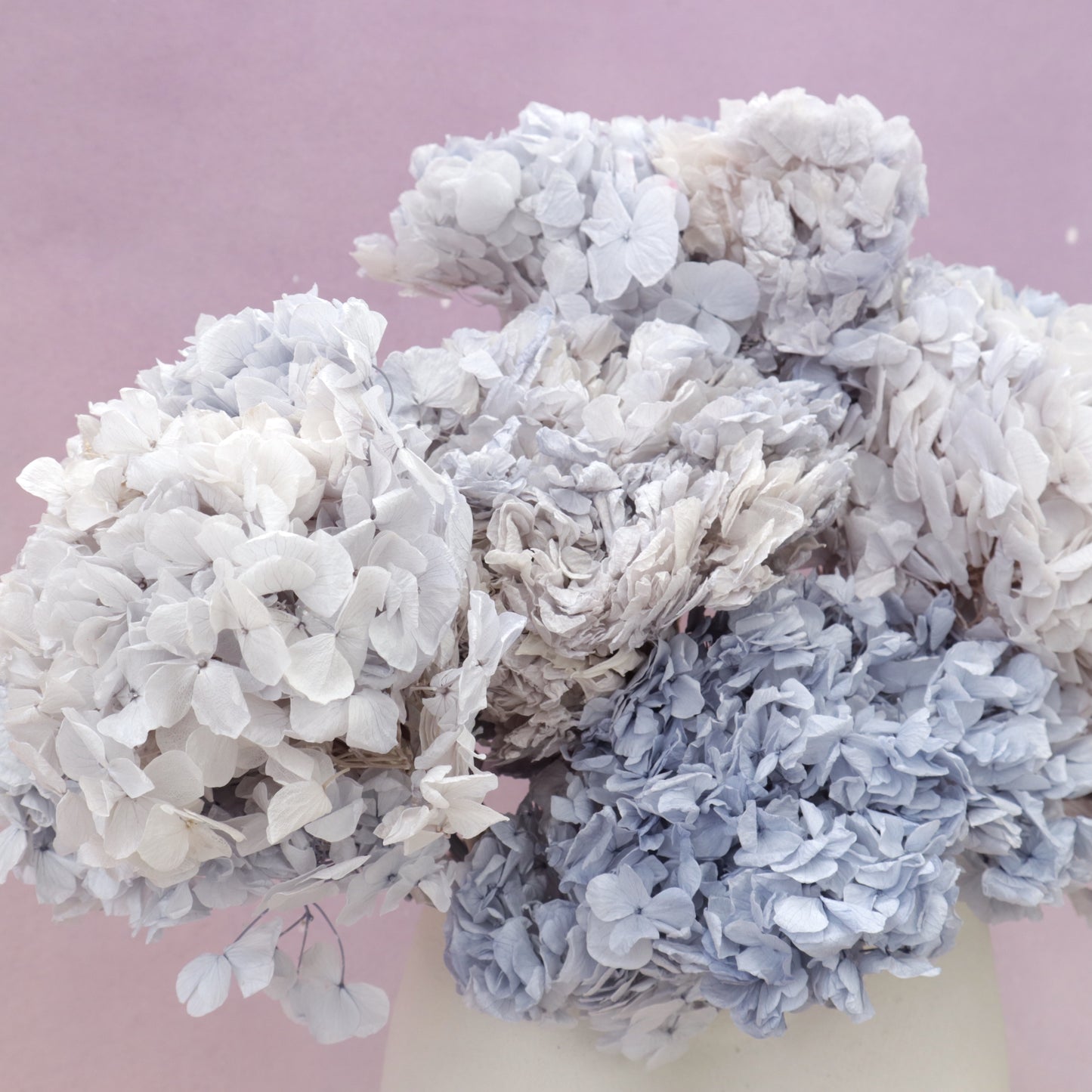 Hydrangea Bigleaf Grey Blue (clearance)