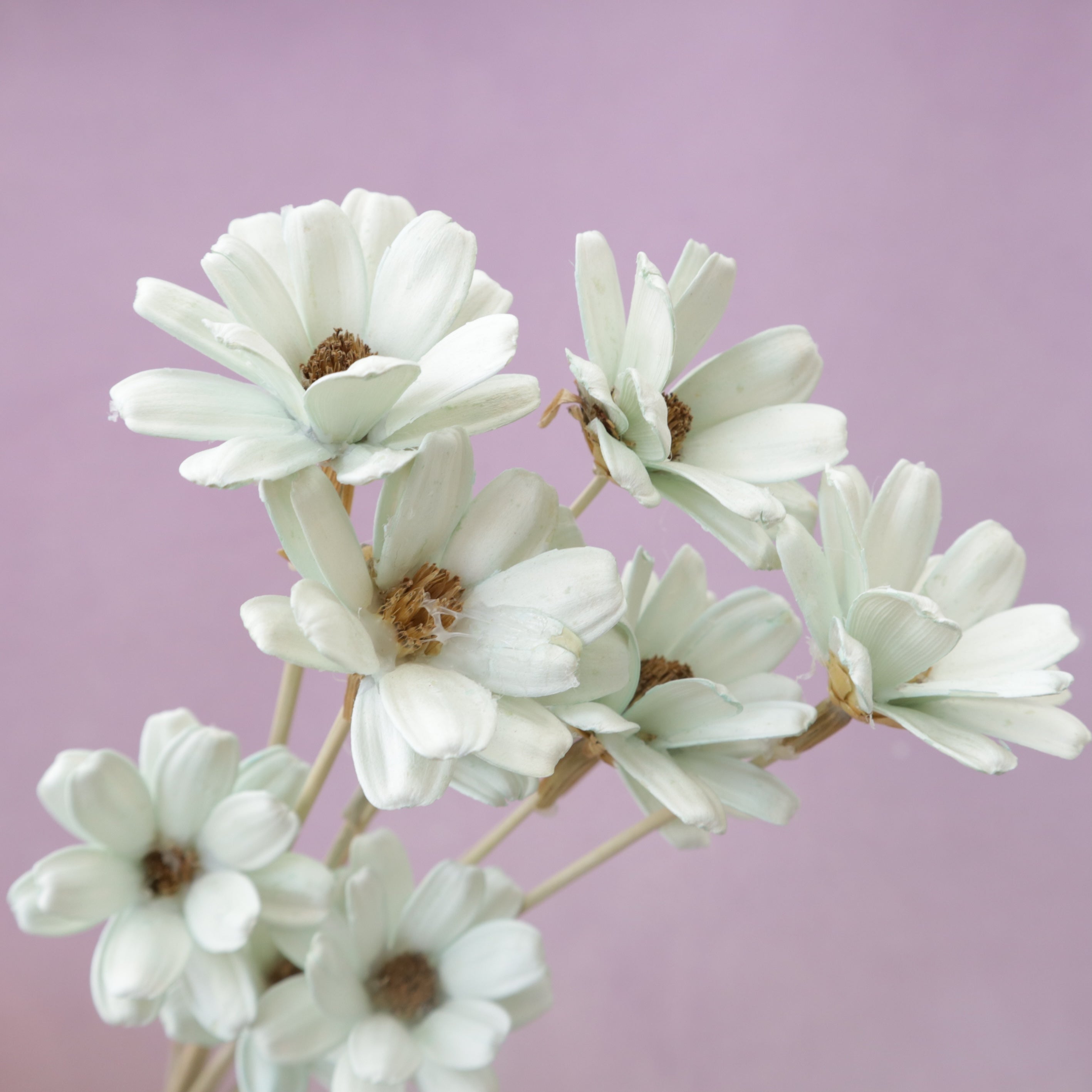 Handmade Daisy Pastel Green