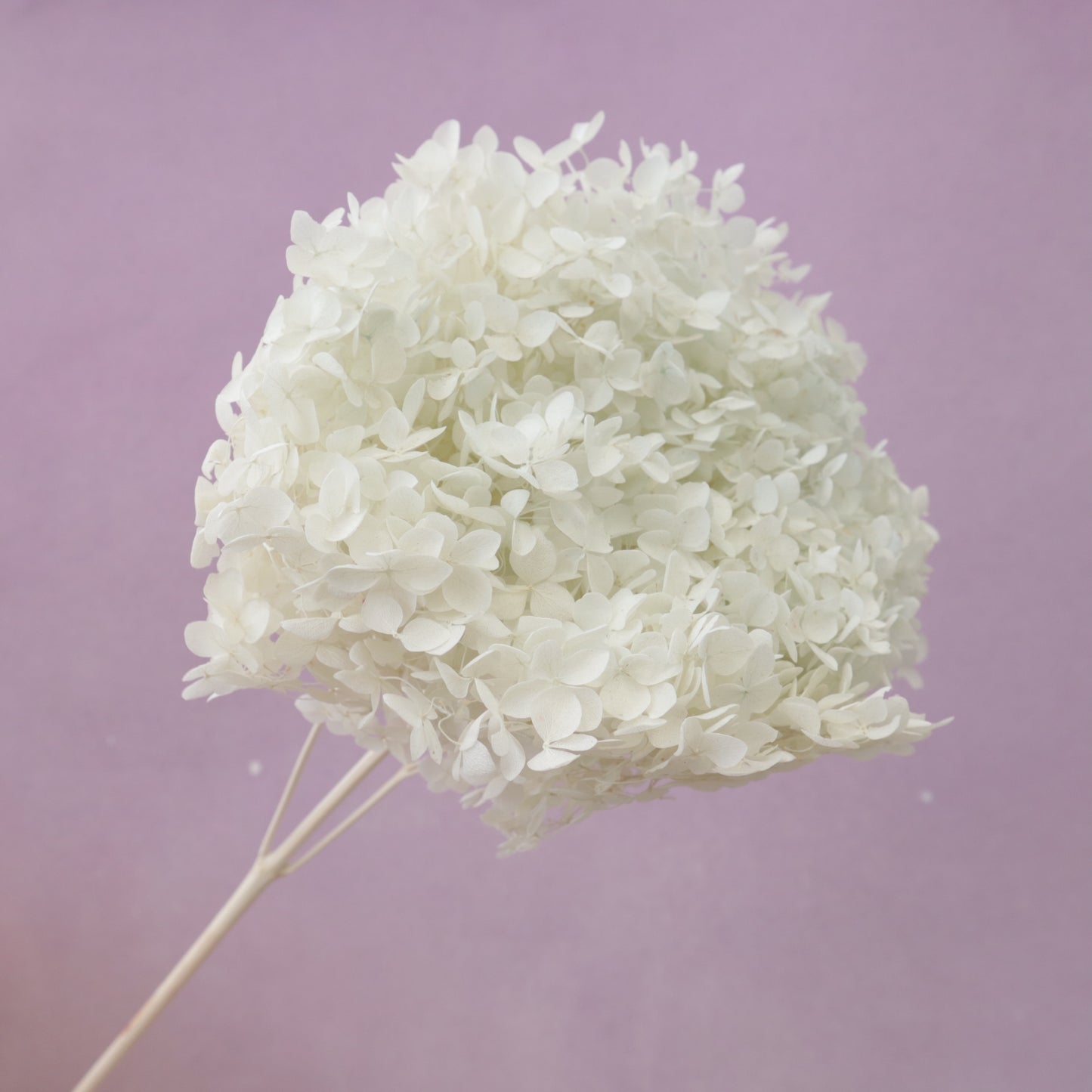 Annabelle Hydrangea Pastel Mint (Clearance)