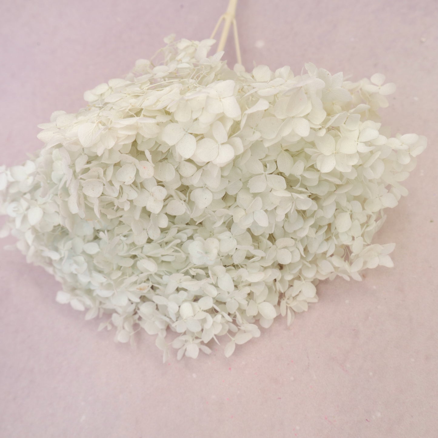 Annabelle Hydrangea Pastel Mint (Clearance)