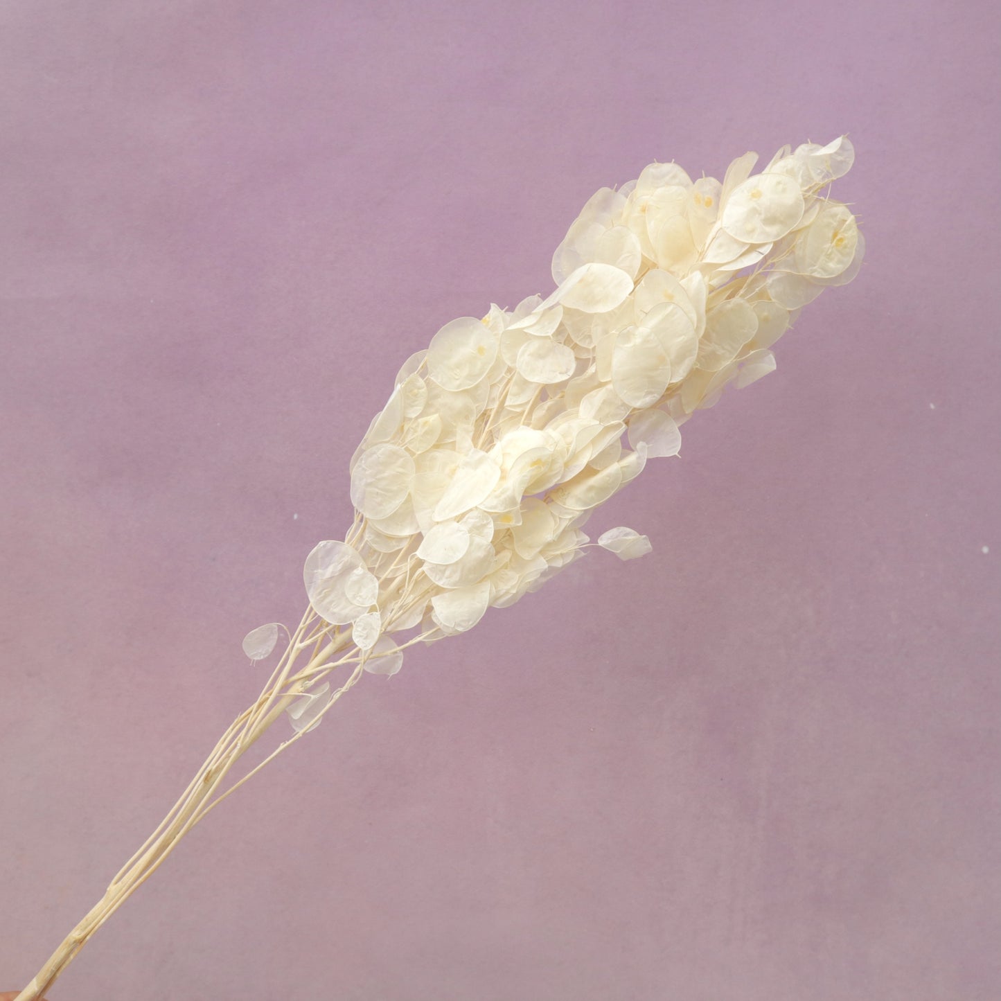 Honesty (Lunaria Annua) Creamy White