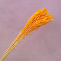 Dried Oat Bright Orange