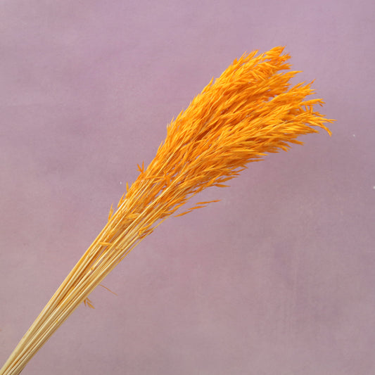 Dried Oat Bright Orange