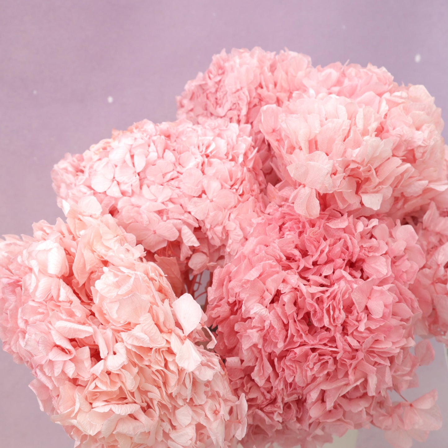 Hydrangea Bigleaf Dark Pink (clearance)