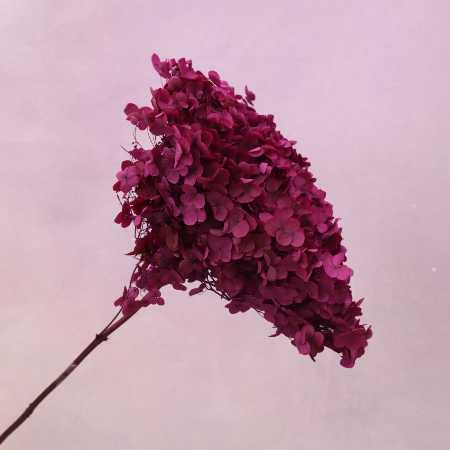 Annabelle Hydrangea Deep Magenta