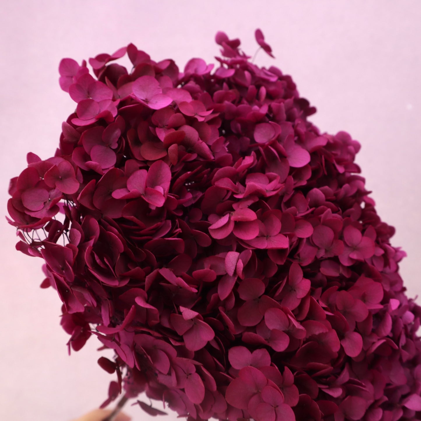 Annabelle Hydrangea Deep Magenta