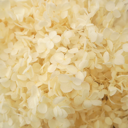 Annabelle Hydrangea 100g Cream