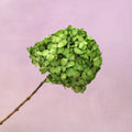 Hydrangea Bigleaf Yellow Green