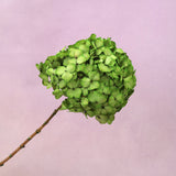 Hydrangea Bigleaf Yellow Green
