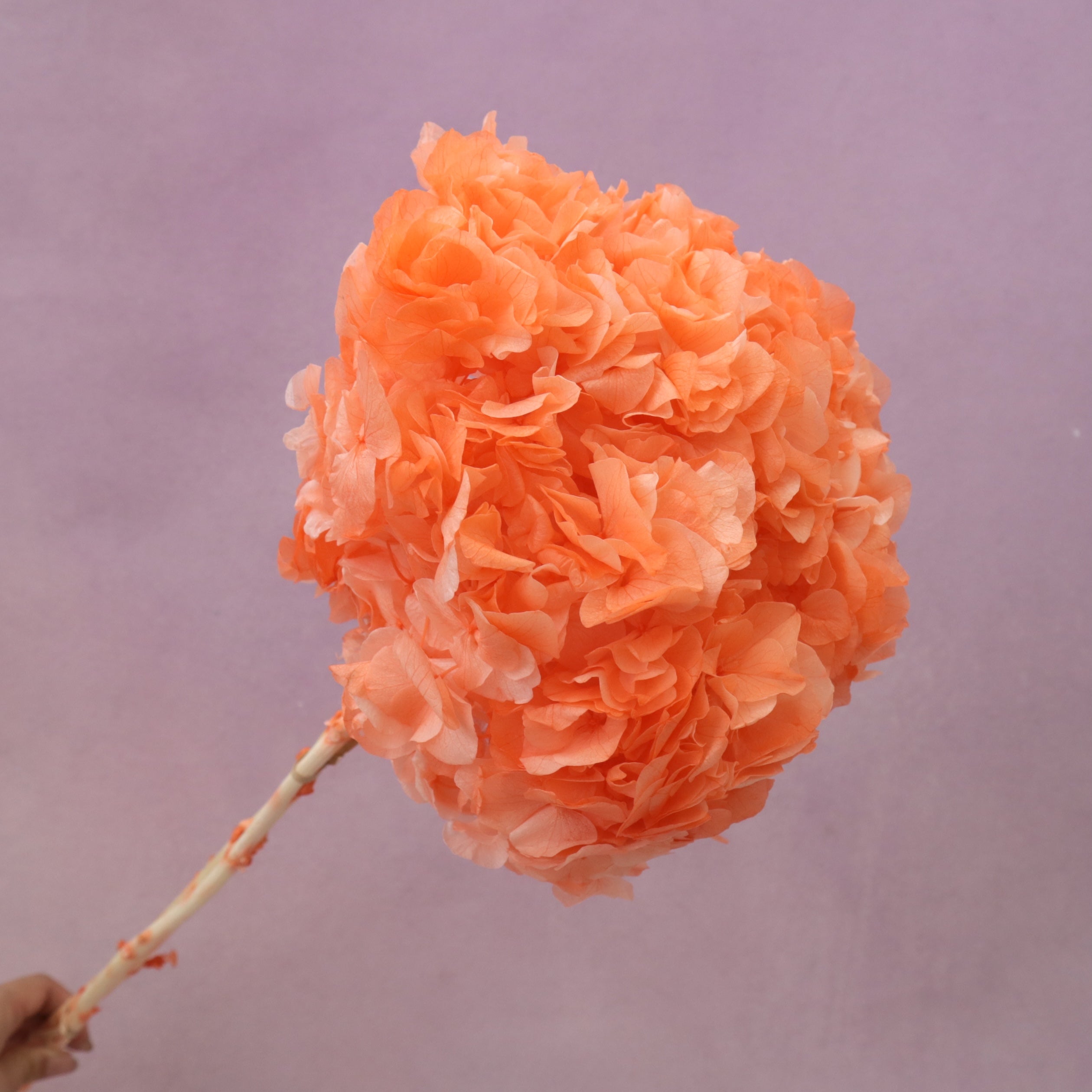Hydrangea Bigleaf Coral