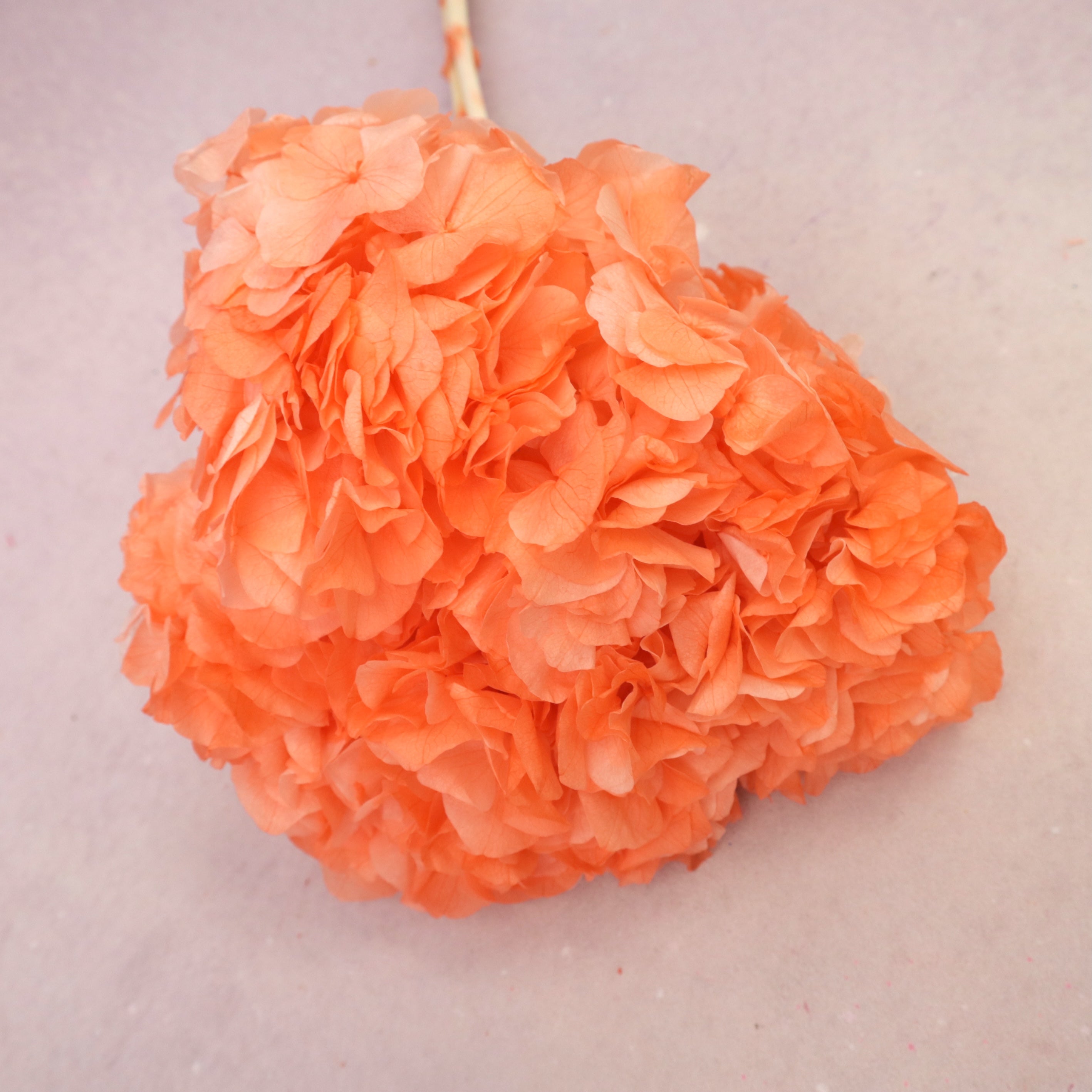 Hydrangea Bigleaf Coral