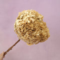 Hydrangea Bigleaf Beige