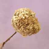 Hydrangea Bigleaf Beige