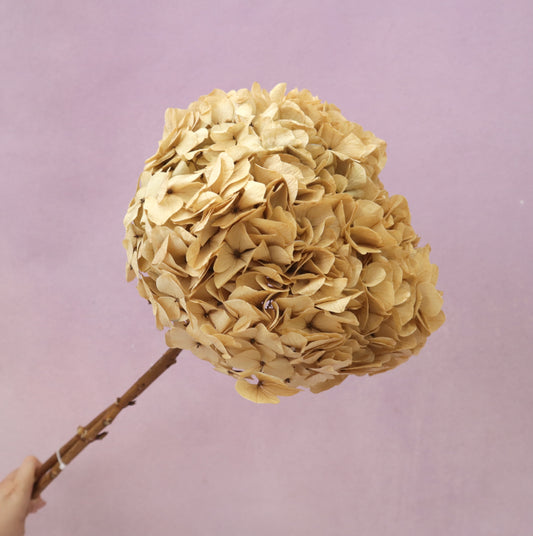 Hydrangea Bigleaf Natural