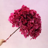 Hydrangea Bigleaf Deep Magenta