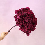 Hydrangea Bigleaf Burgundy