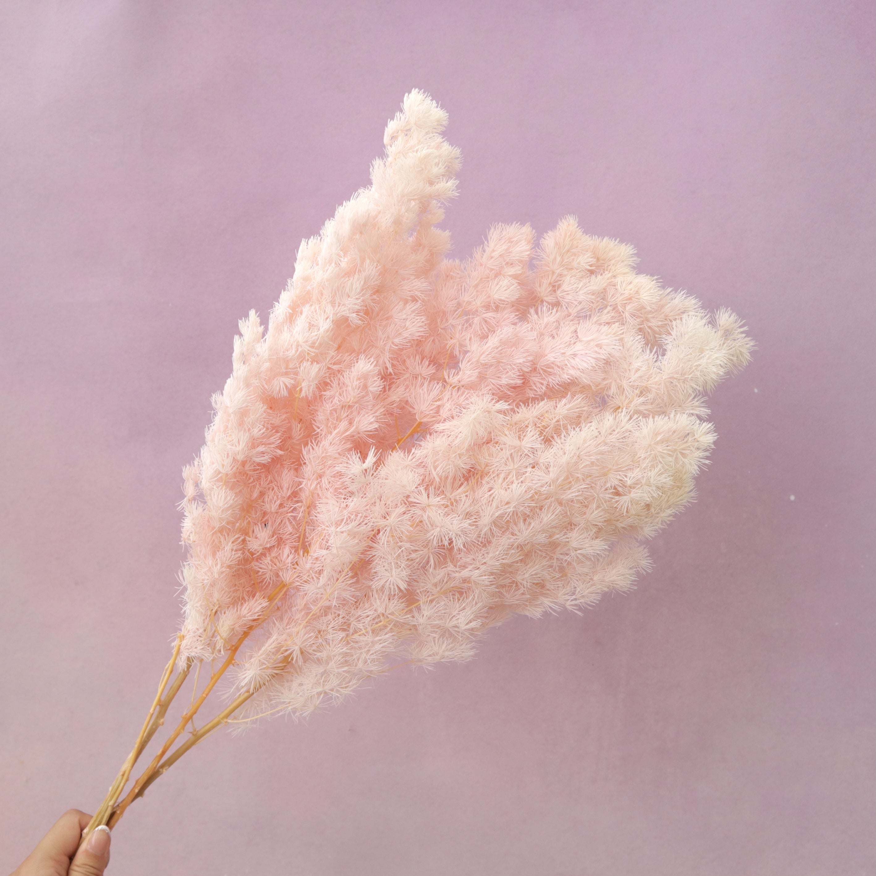 Ming Fern Baby Pink