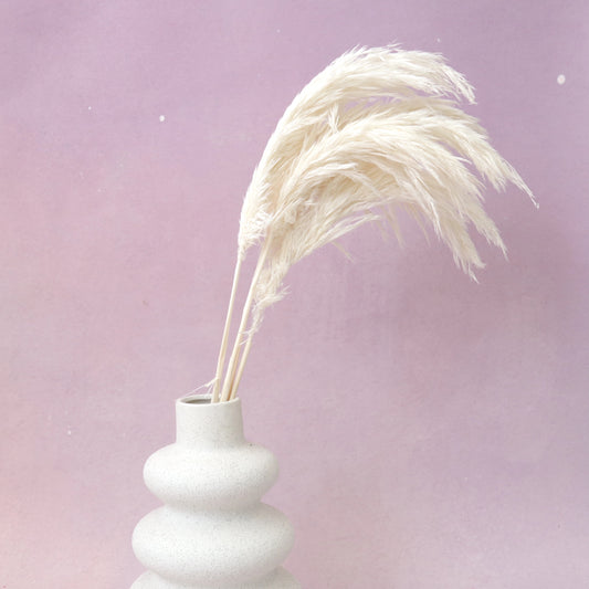 Giant Reeds Grass White