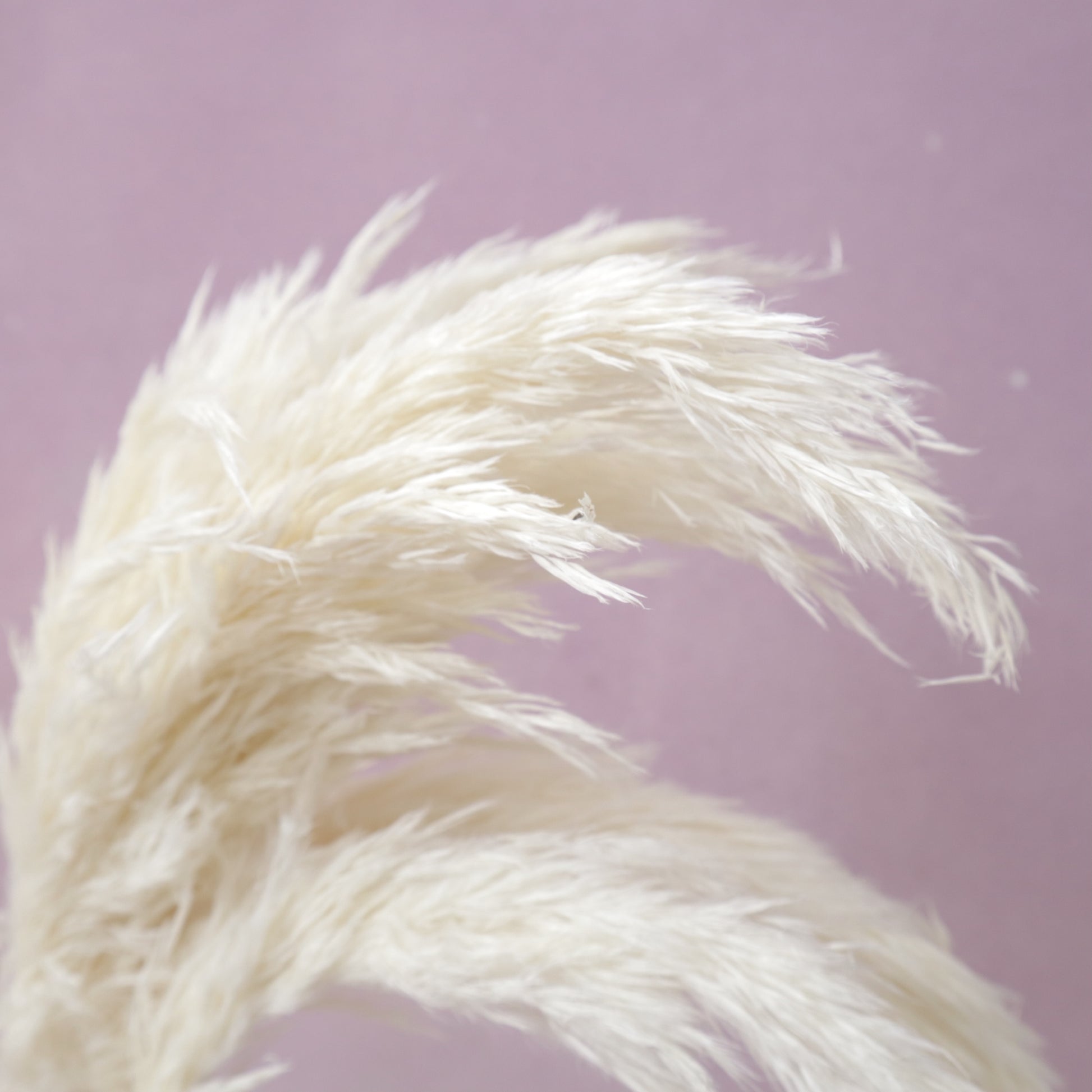 Giant Reeds Grass White – Floral Forest Wholesale