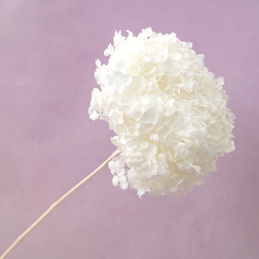 Annabelle Hydrangea White