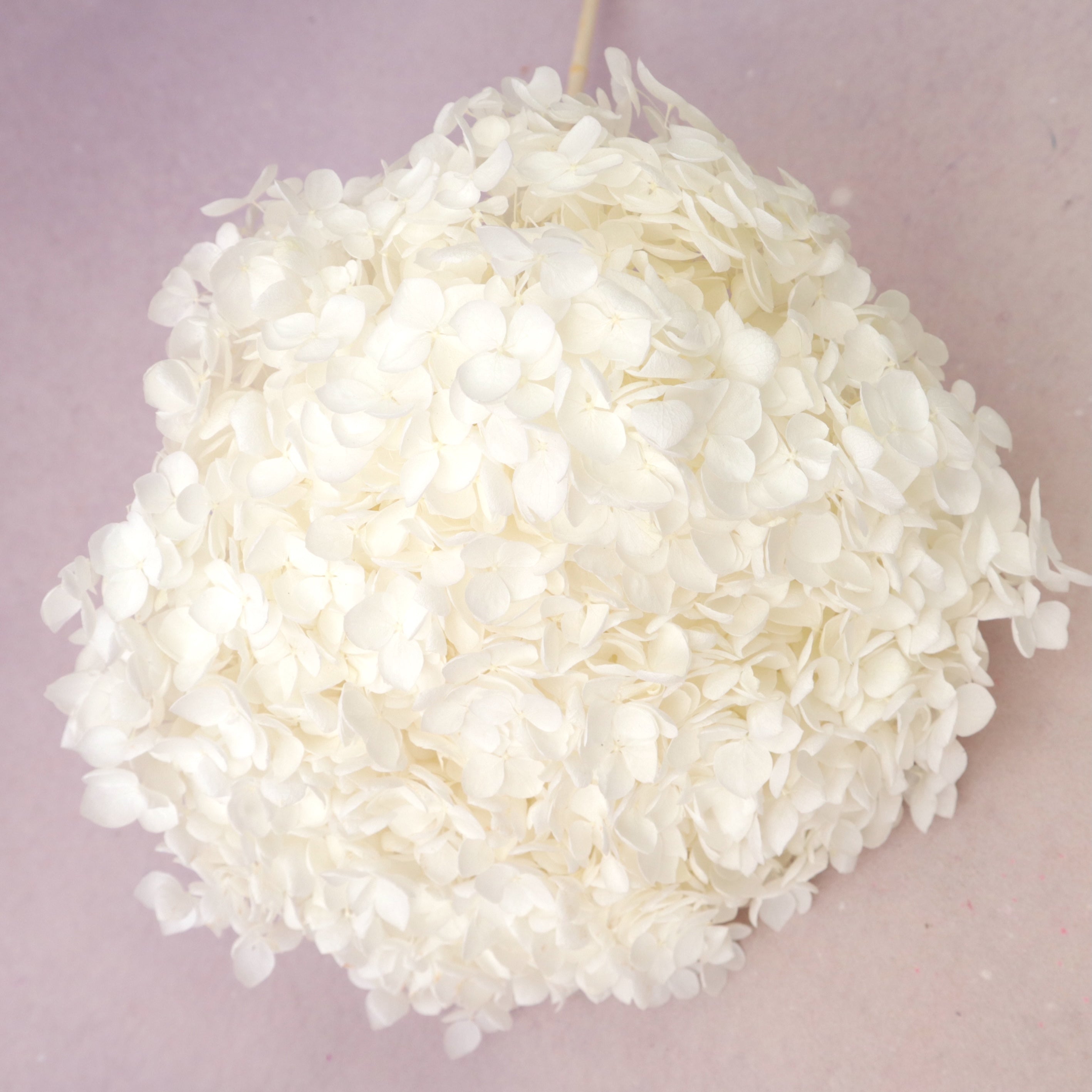 Annabelle Hydrangea White