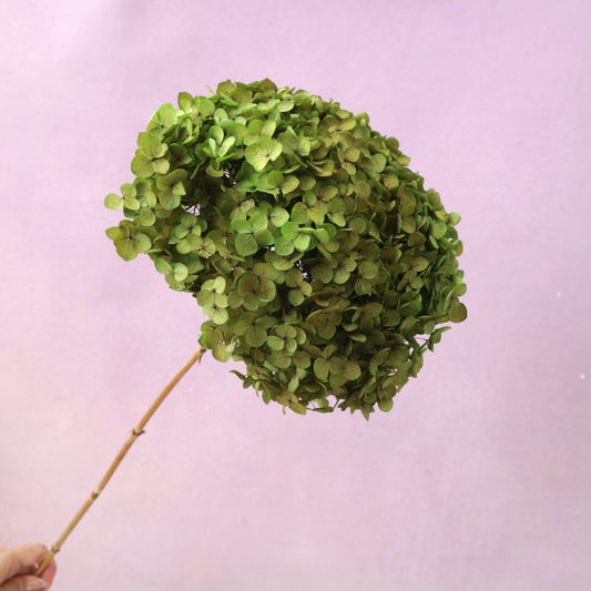 Annabelle Hydrangea Olive Green
