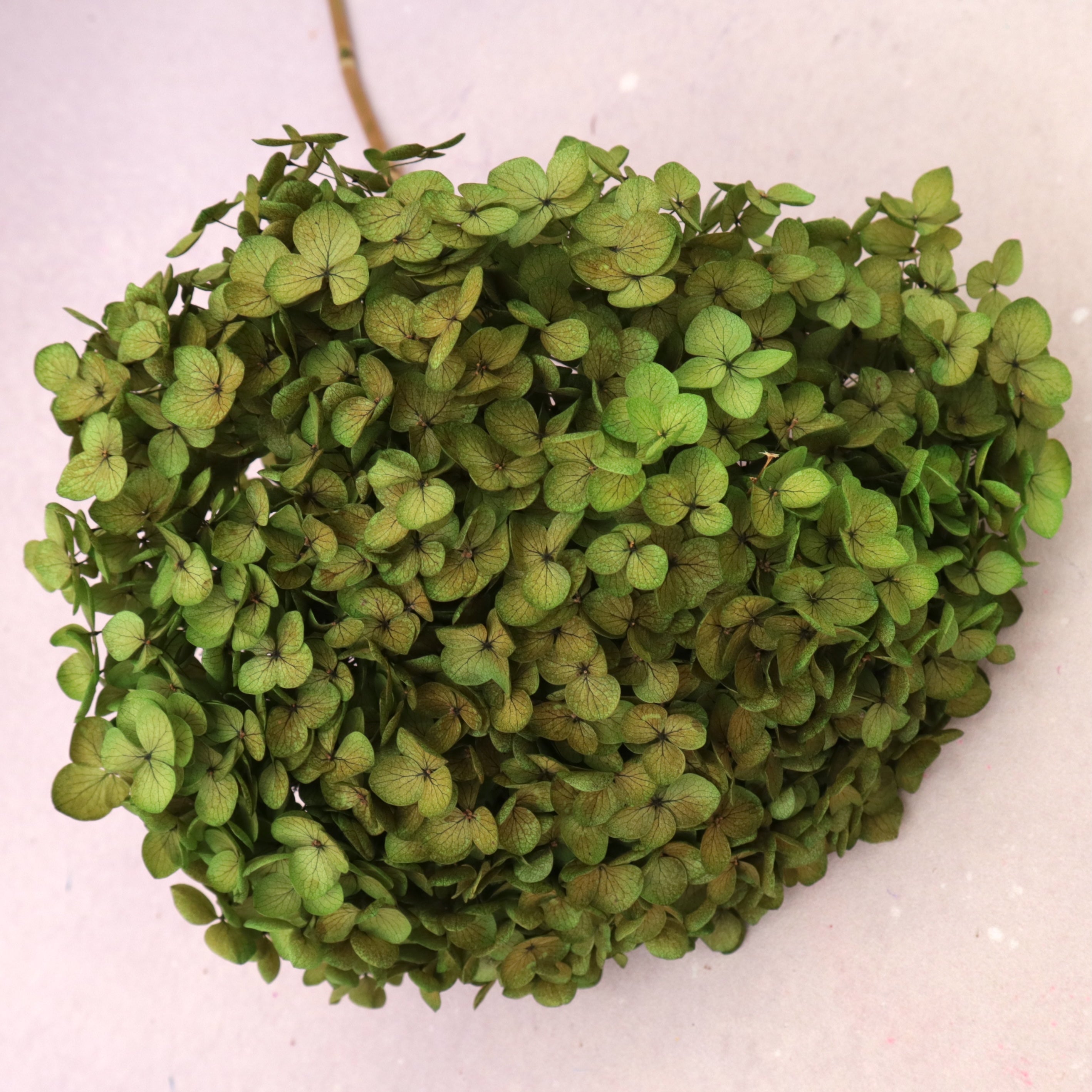 Annabelle Hydrangea Olive Green