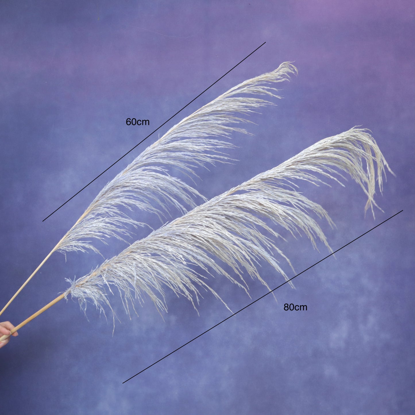 One Side Hanging Pampas (5 stems/bunch)