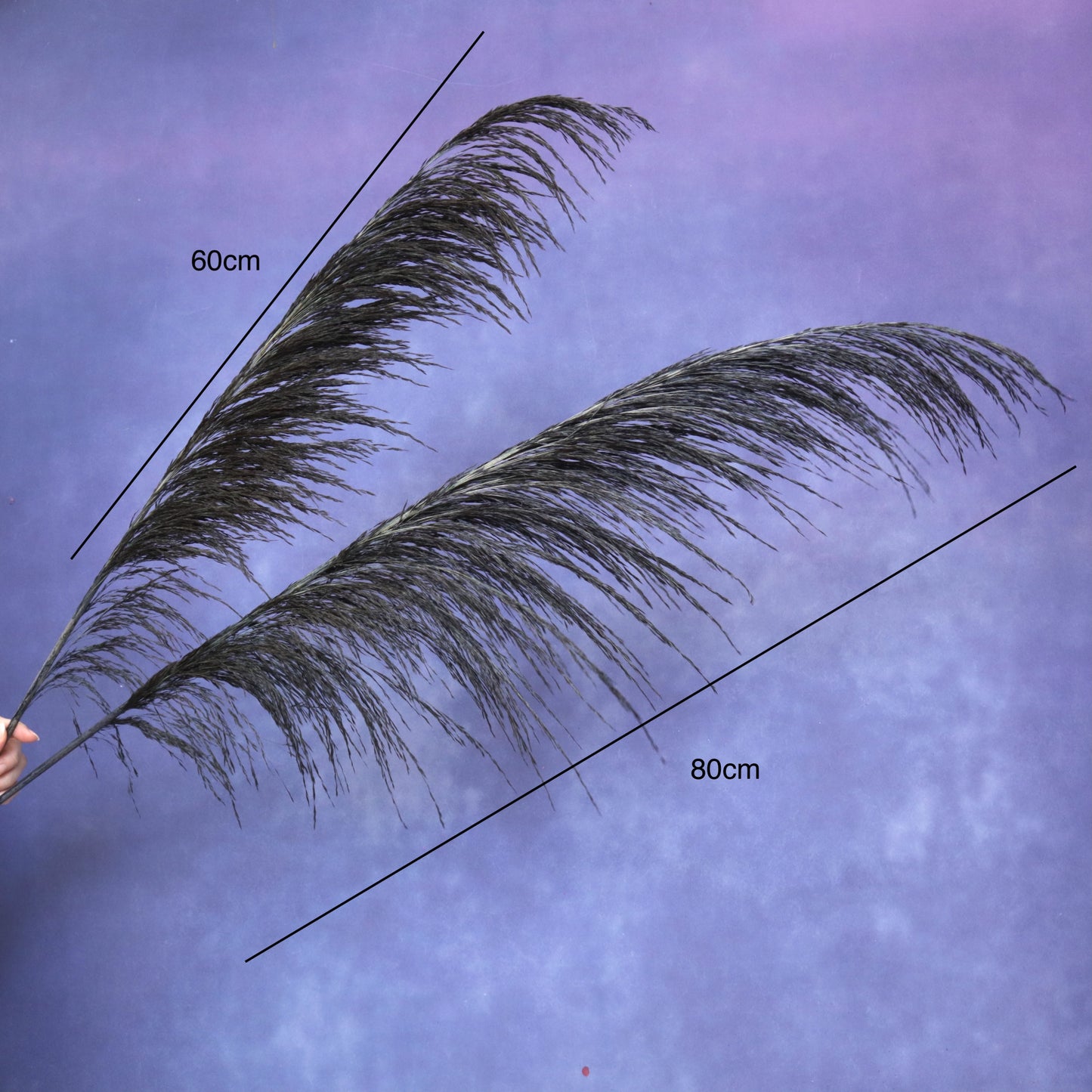 One Side Hanging Pampas (5 stems/bunch)