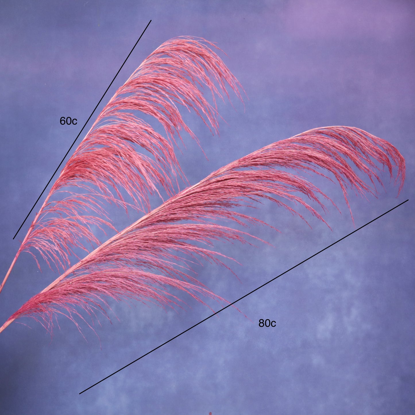 One Side Hanging Pampas (5 stems/bunch)