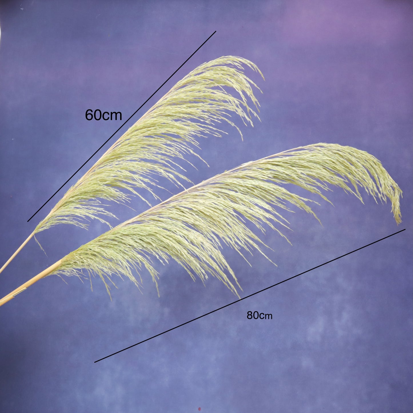 One Side Hanging Pampas (5 stems/bunch)