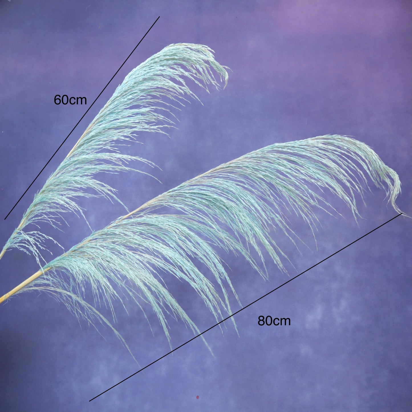 One Side Hanging Pampas (5 stems/bunch)