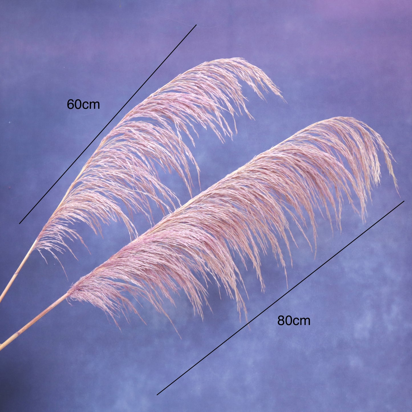 One Side Hanging Pampas (5 stems/bunch)