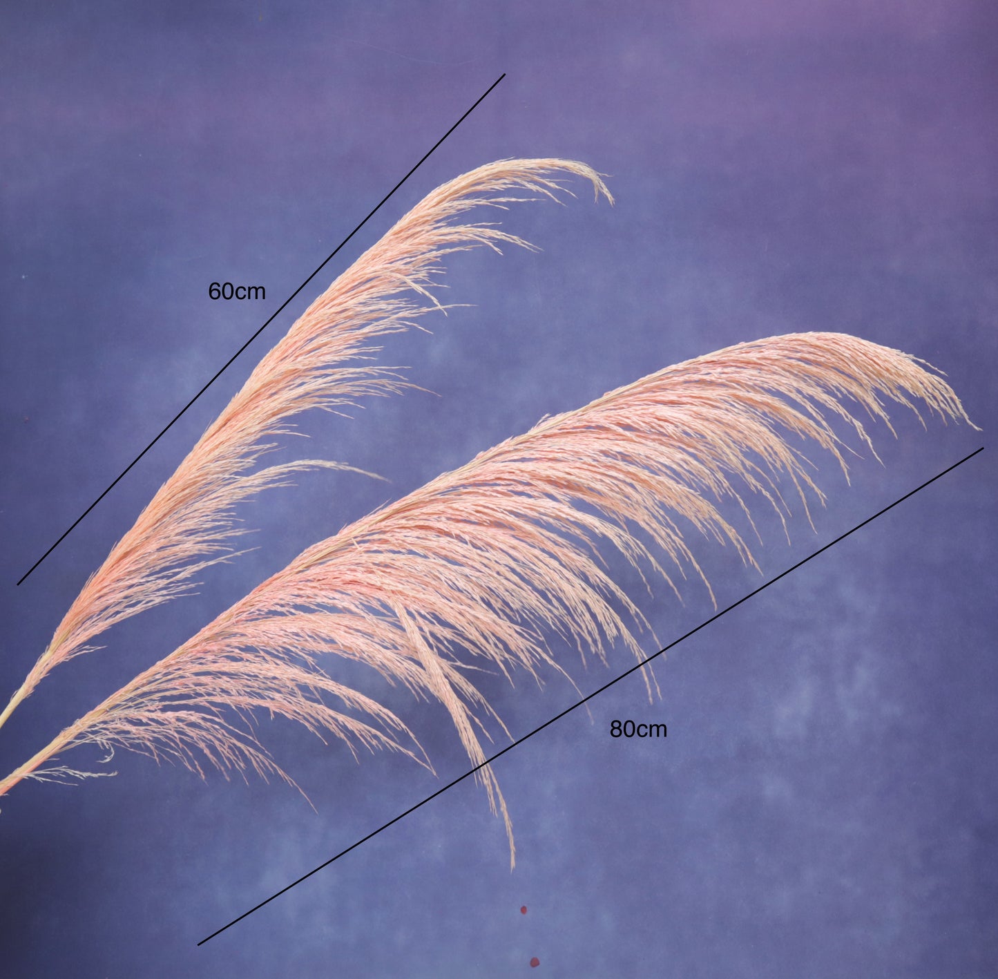 One Side Hanging Pampas (5 stems/bunch)