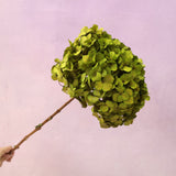 Hydrangea Bigleaf Olive Green