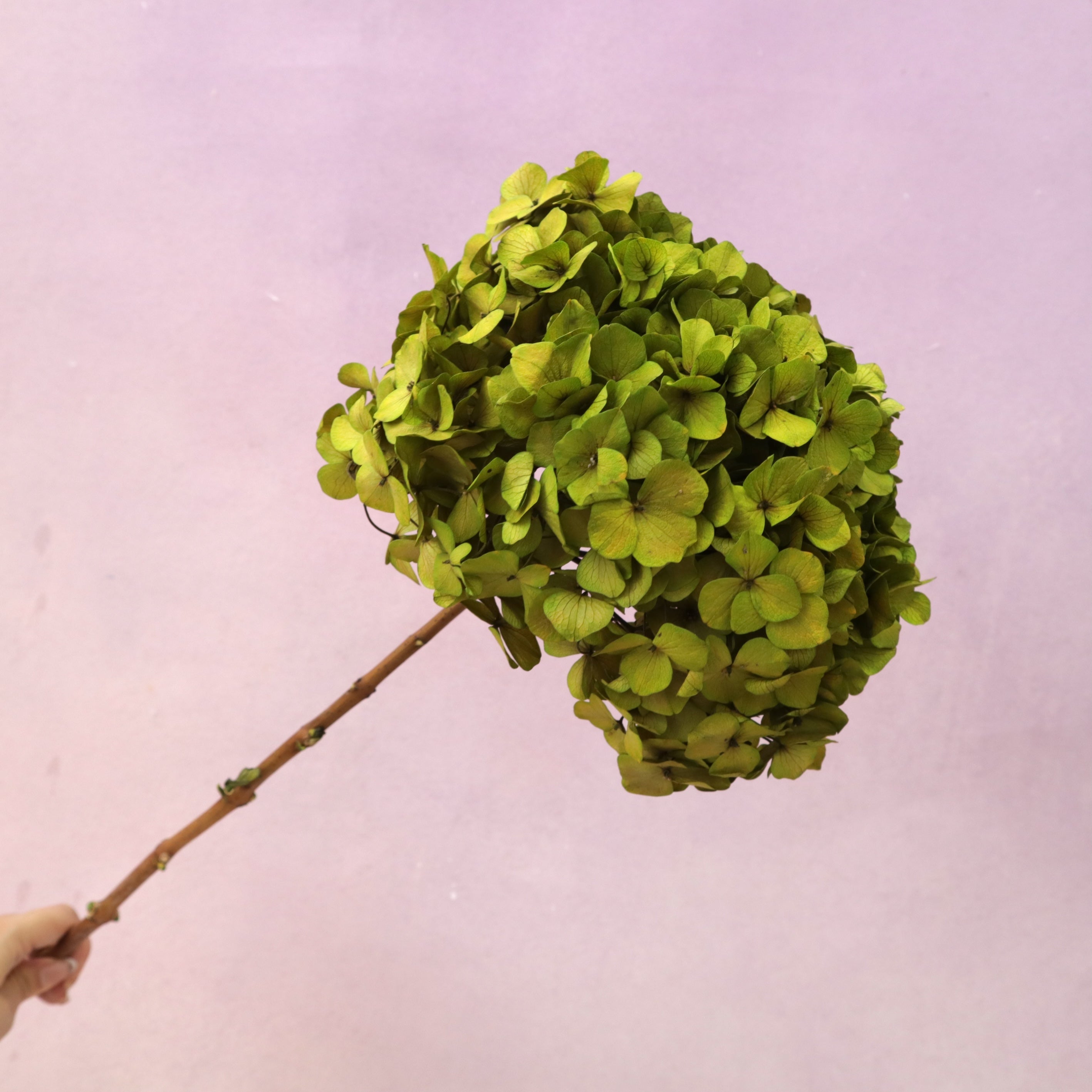 Hydrangea Bigleaf Olive Green