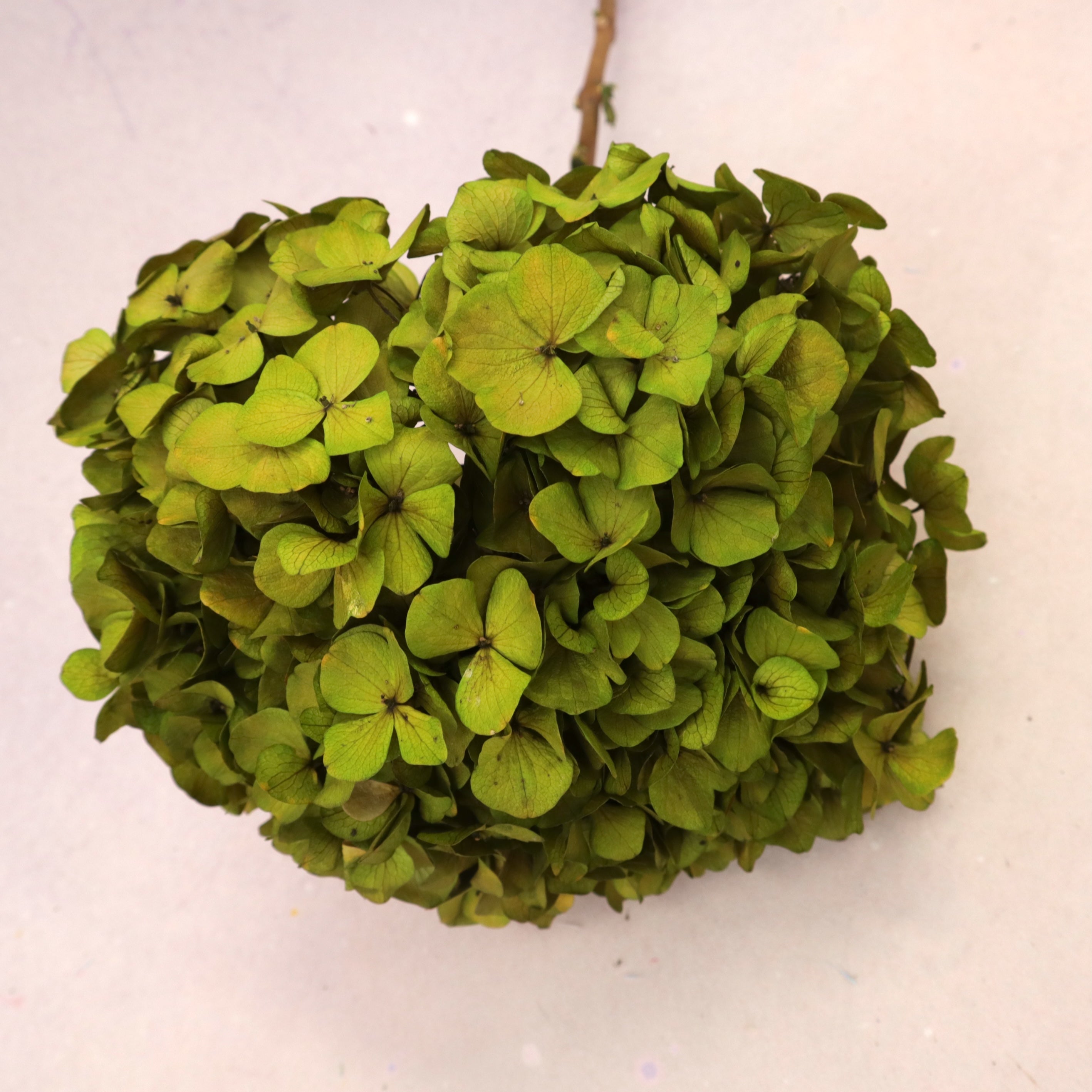 Hydrangea Bigleaf Olive Green