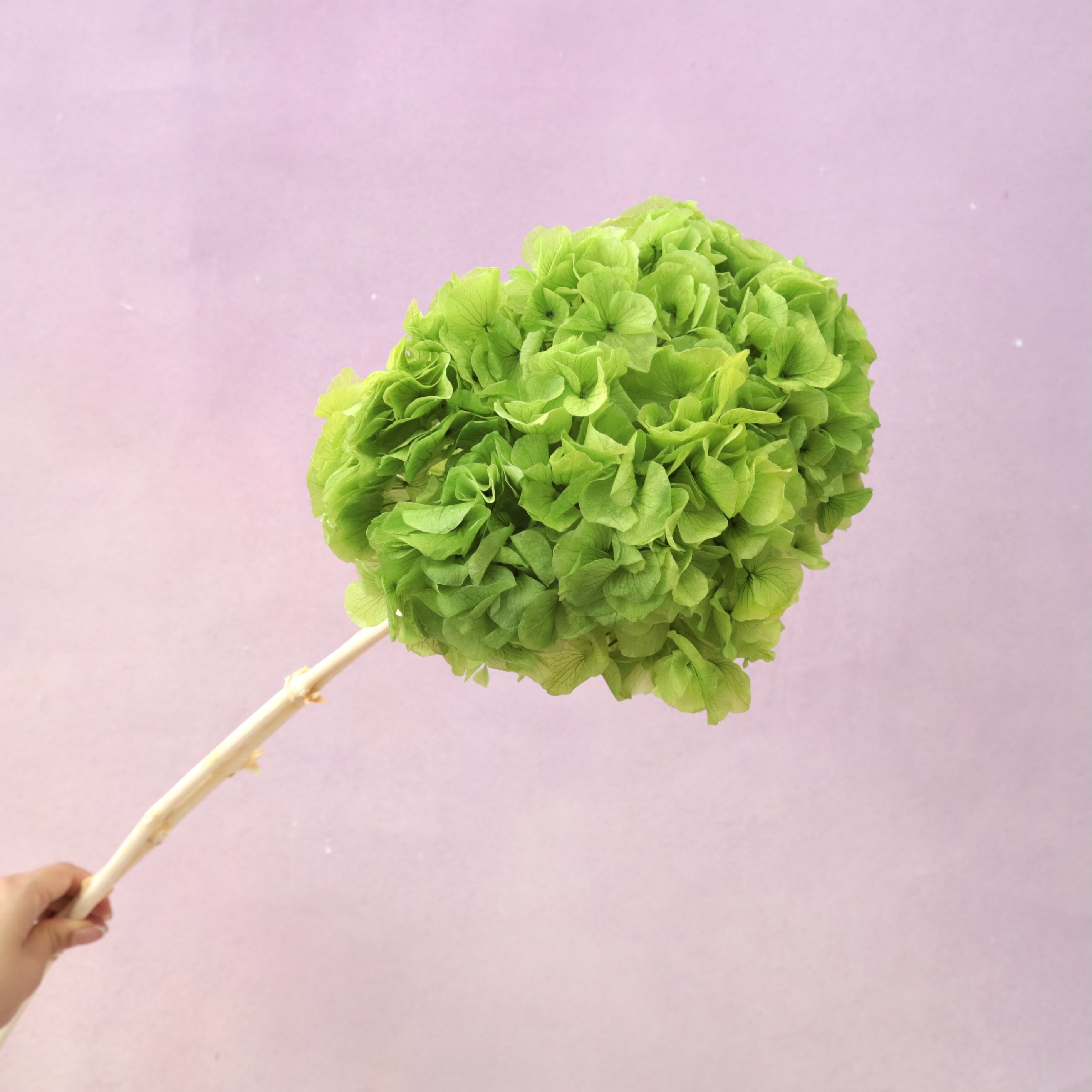 Hydrangea Bigleaf Apple Green