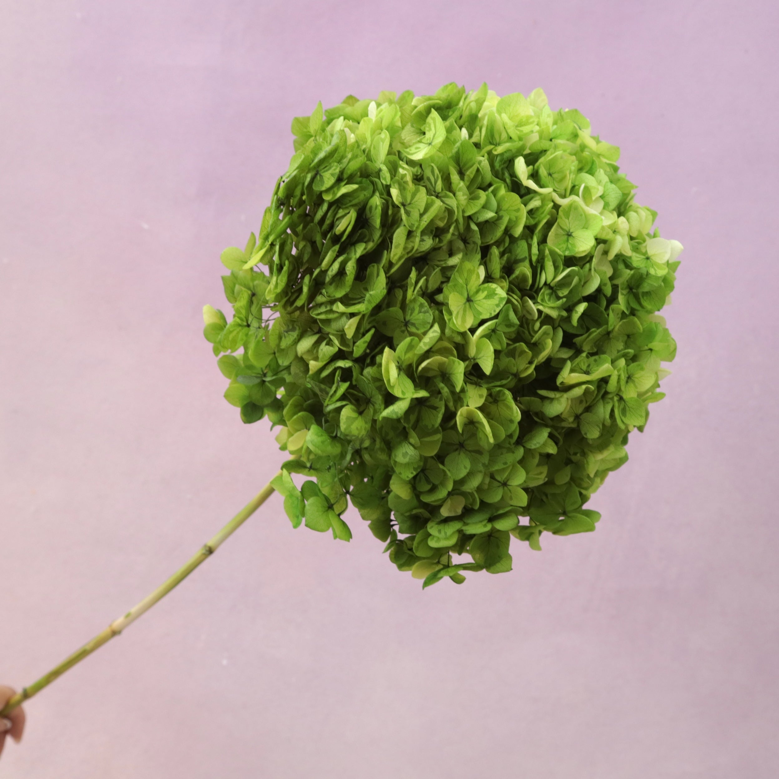 Annabelle Hydrangea Bright Green (Clearance)