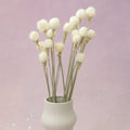 Globe Amaranth White