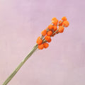 Globe Amaranth Orange