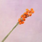 Globe Amaranth Orange