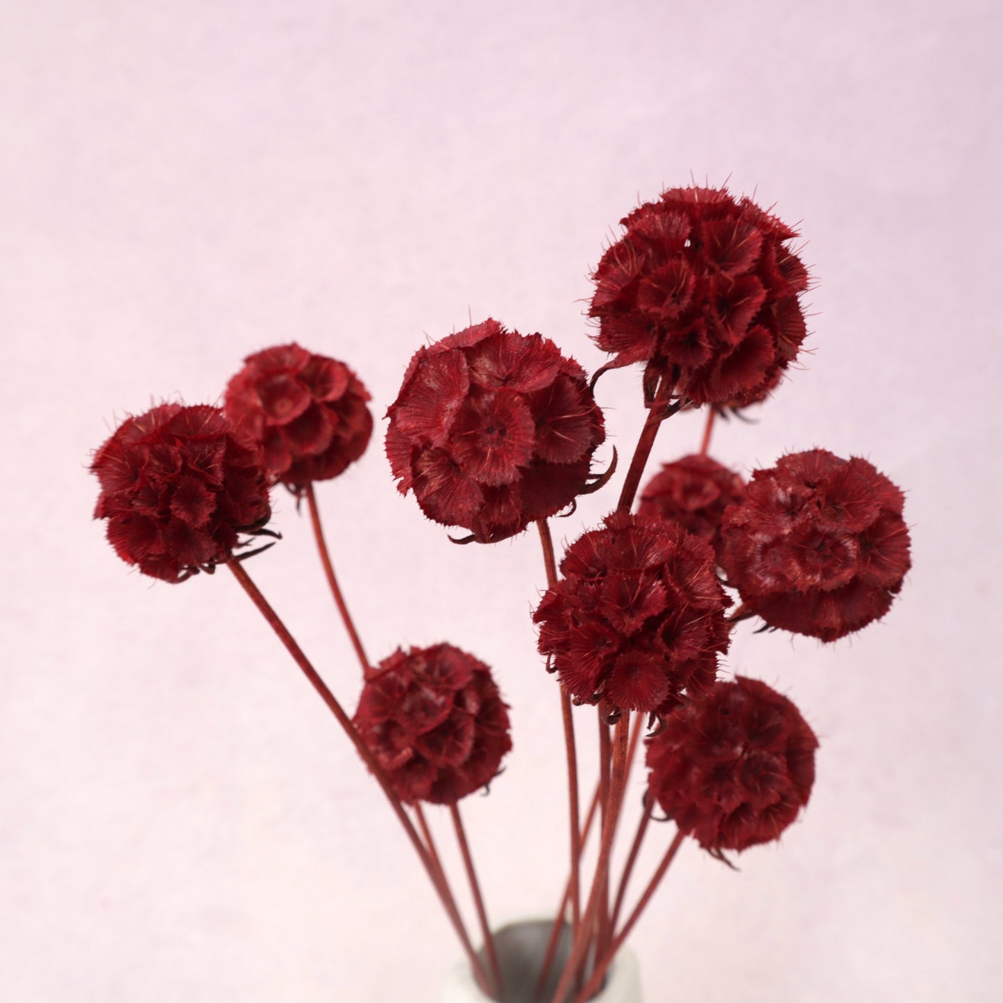 Scabiosa Wine Red