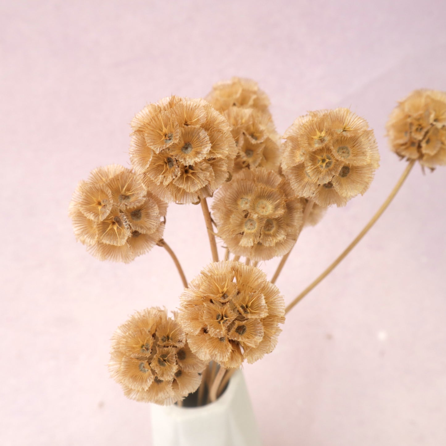 Scabiosa Khaki