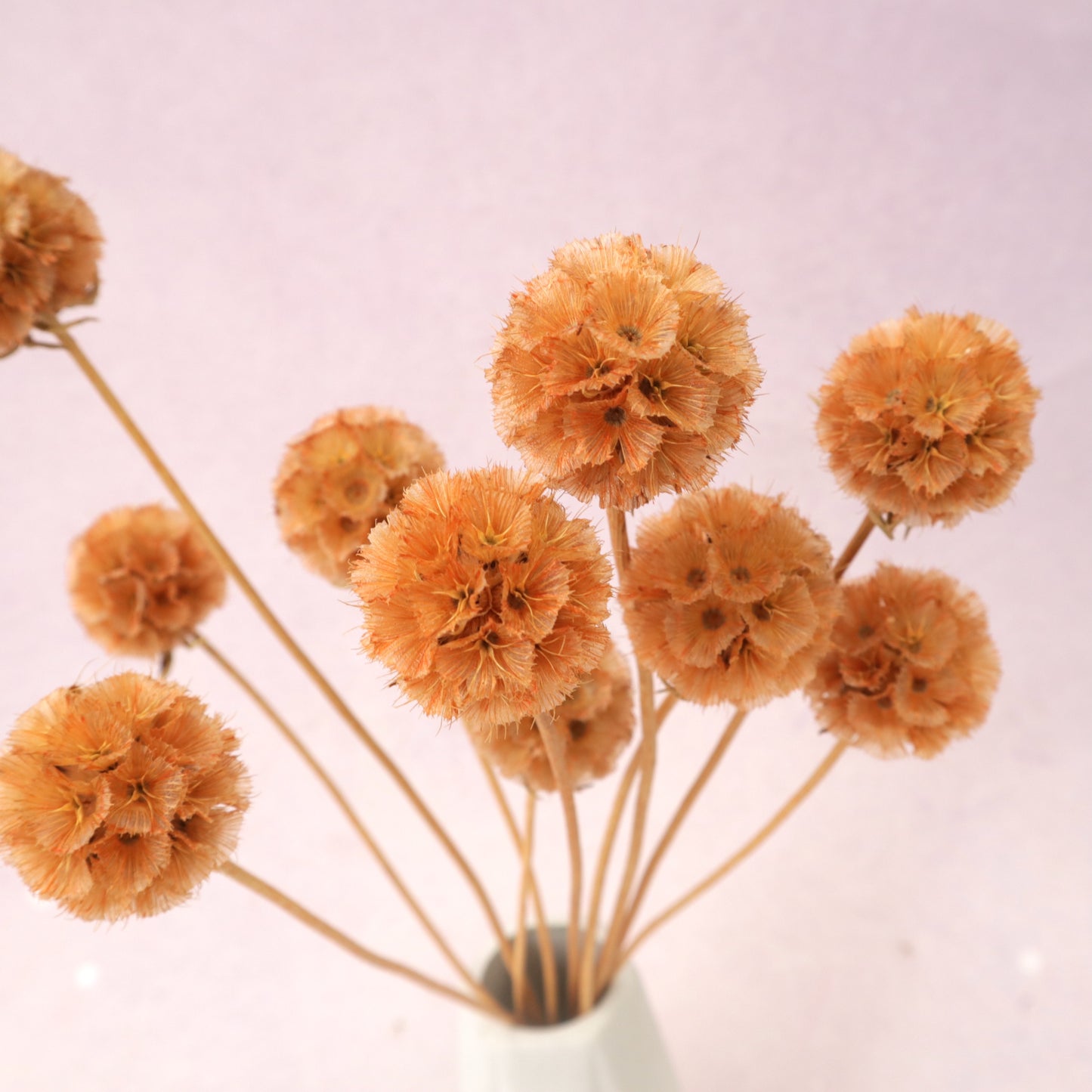 Scabiosa Burnt Orange