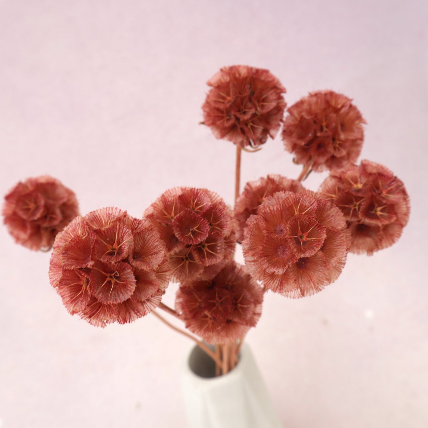 Scabiosa Vintage Red