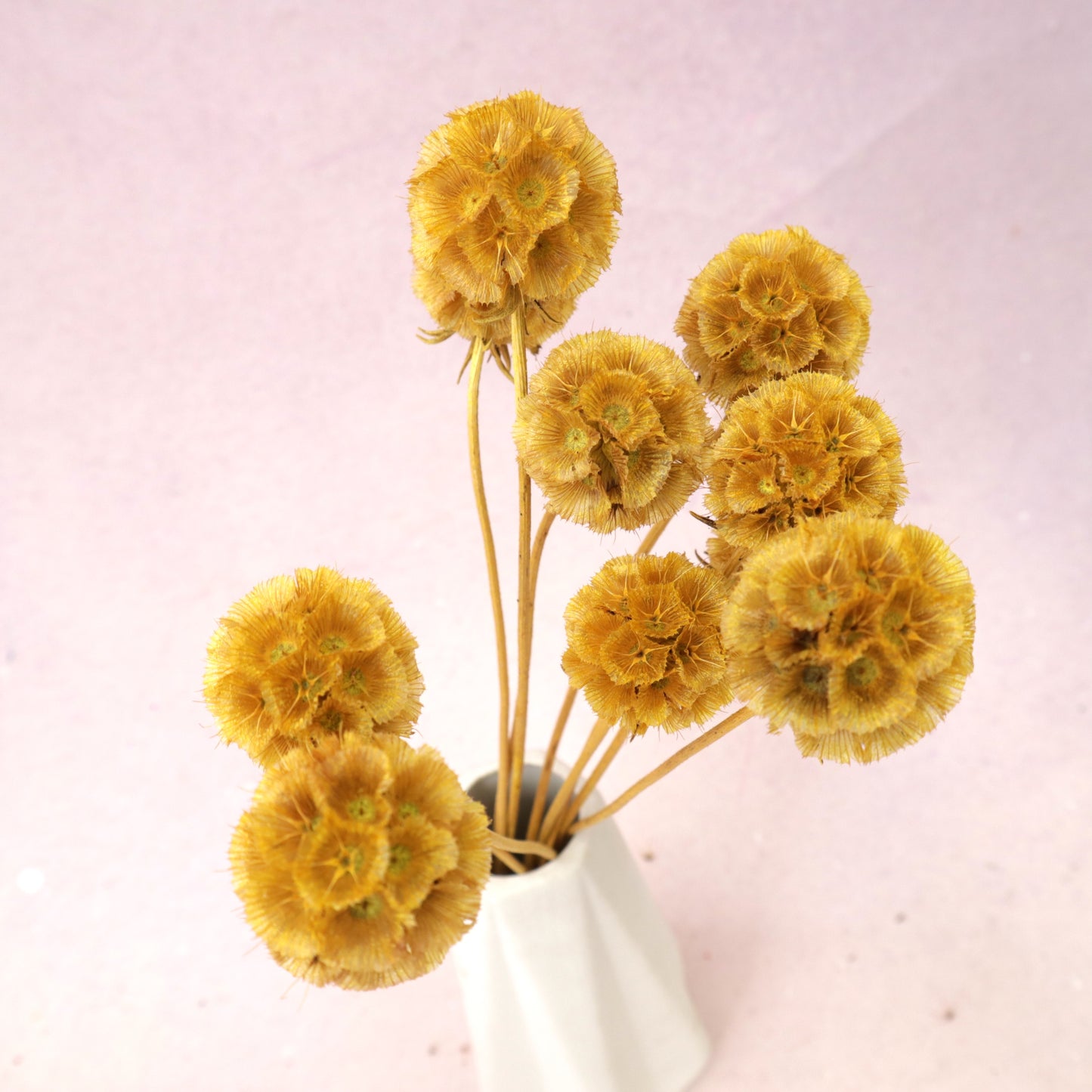 Scabiosa Mustard