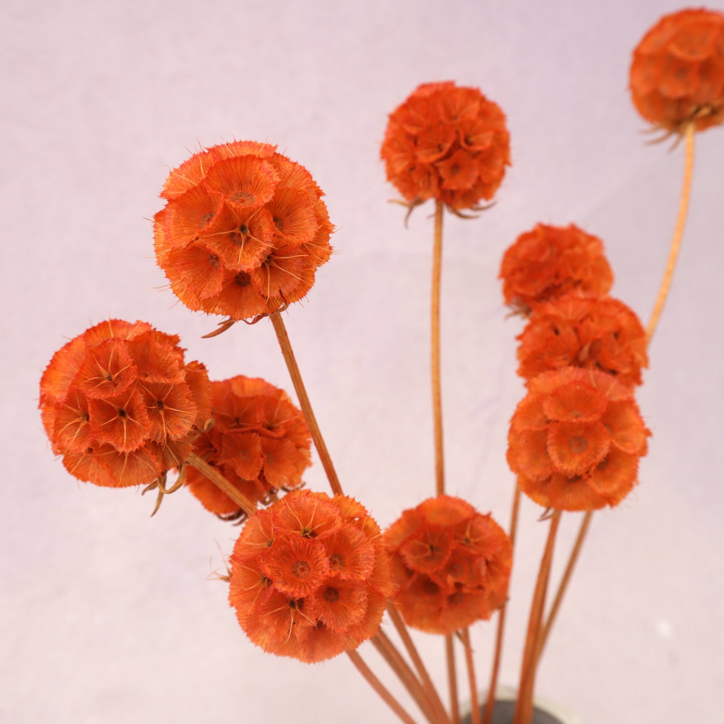 Scabiosa Electric Orange